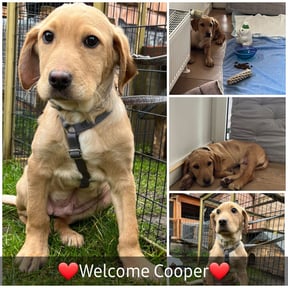 Cooper Hund von Inka